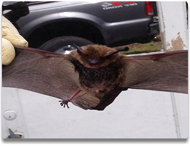 Slideshow - Bats BeGone Wildlife