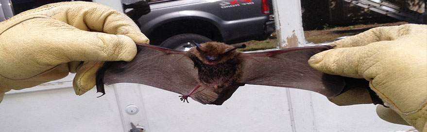 Slideshow - Bats BeGone Wildlife