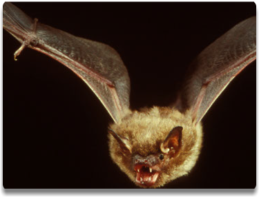 Slideshow - Bats BeGone Wildlife