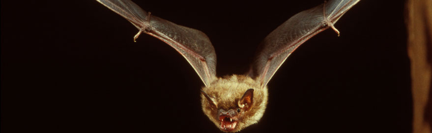 Slideshow - Bats BeGone Wildlife