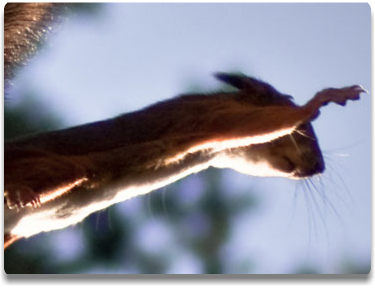 Slideshow - Bats BeGone Wildlife