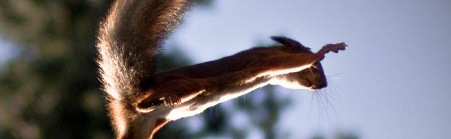 Slideshow - Bats BeGone Wildlife